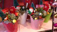 多肉植物★クリスマス!!!!! 2011/12/01 14:17:42