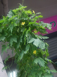 ブーゲンビリア 2011/11/04 12:02:11