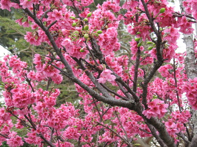 桜んぼ