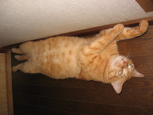 メタボねこのしあわせ