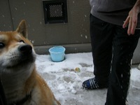 雪やこんこん♪ 2008/02/10 11:53:52