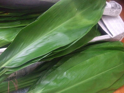 ハワイ島産TI-LEAF到着!