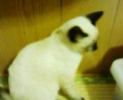 迷い猫