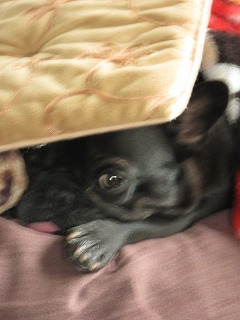 楚々っとな。