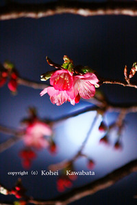 八重岳桜まつり 2011/02/05 10:03:42