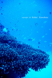 海日和？ 2008/04/25 11:51:19