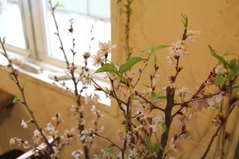 DOSHA(ドーシャ)(4)