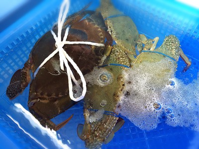ノコギリガサミ渡り蟹♪ ノコギリガサミ渡り蟹♪