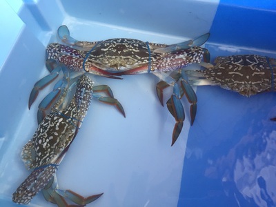 刺し網 刺し網