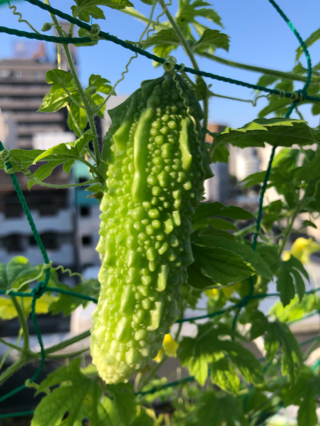 夢にも 夢にも