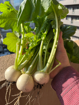唄と野菜と楽しみと 唄と野菜と楽しみと