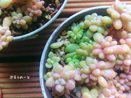 淡いピンク色が 好き。