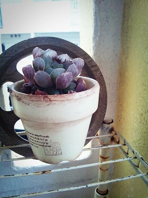 外玄関に多肉植物を。 外玄関に多肉植物を。