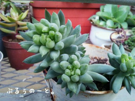 実家植物を物色。 実家植物を物色。