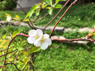 おもうままに おもうままに