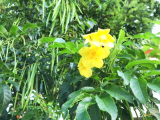 軽やかな 軽やかな
