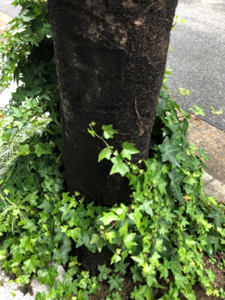 ここから ここから