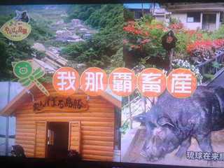 TV島豚CM