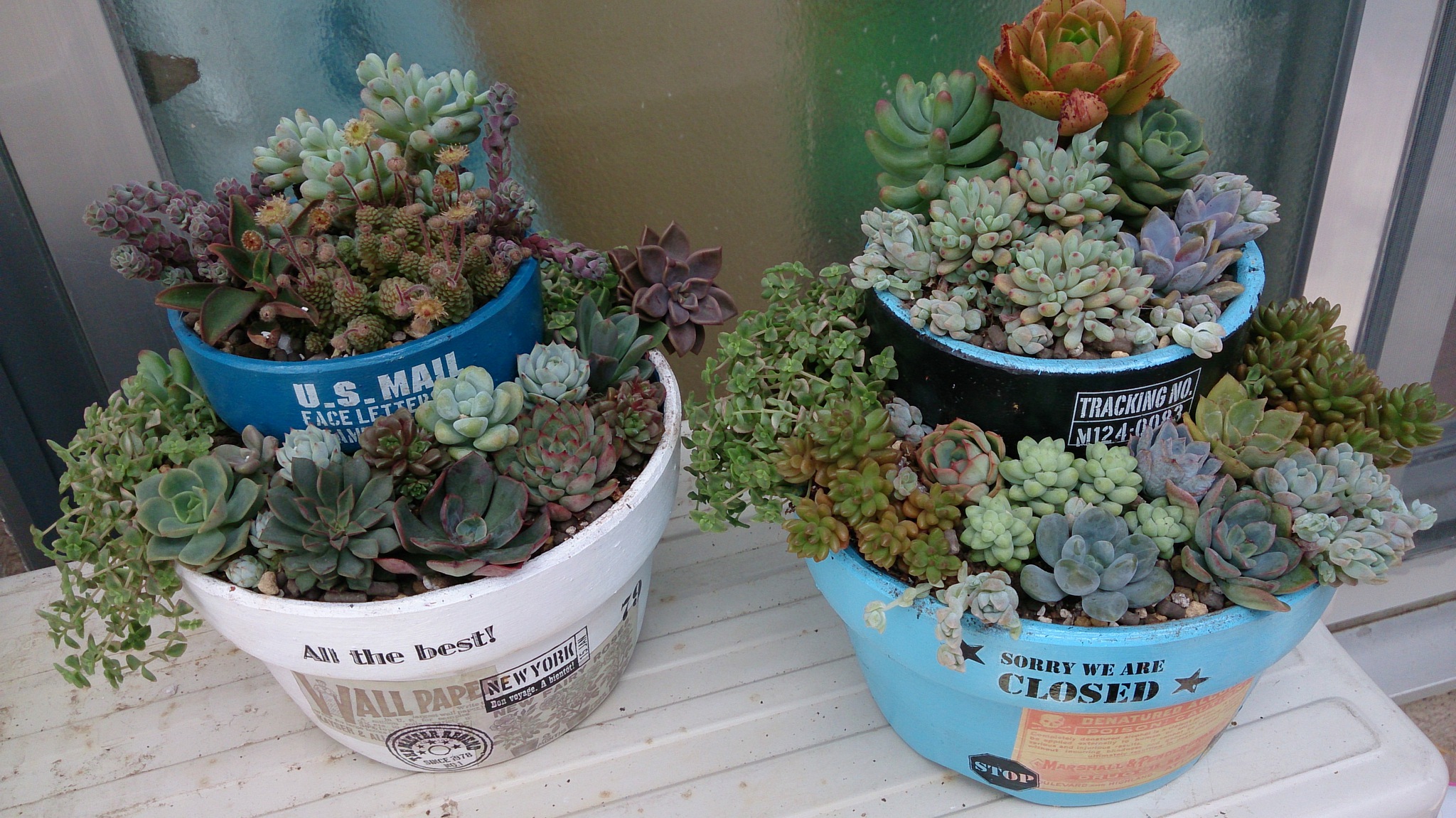 植替え多肉と管理寄せ植え…のはずが(*ノωノ) 植替え多肉と管理寄せ植え…のはずが(*ノωノ)