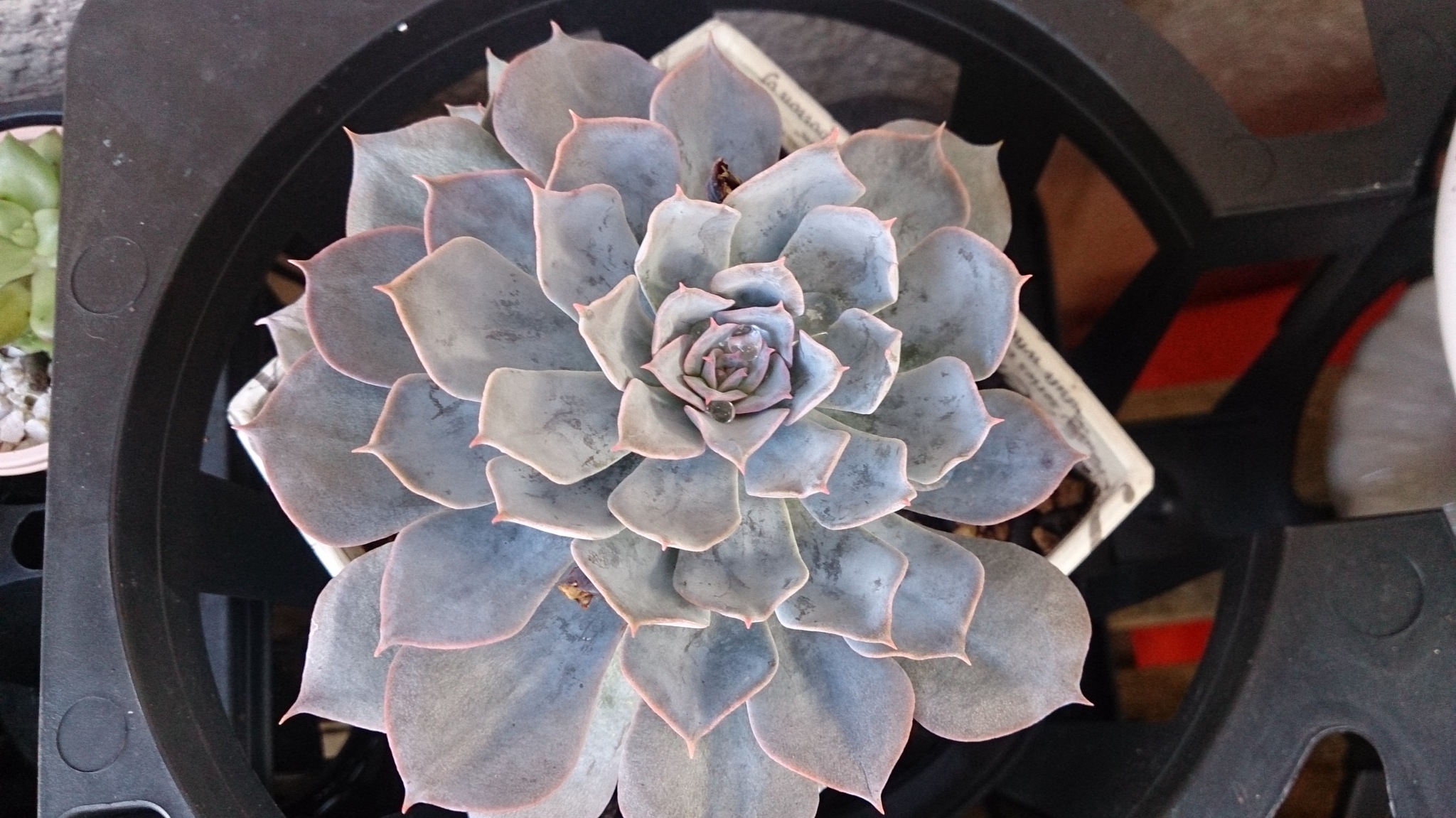 秋の植替えは大変そうだ( ゚Д゚) 秋の植替えは大変そうだ( ゚Д゚)