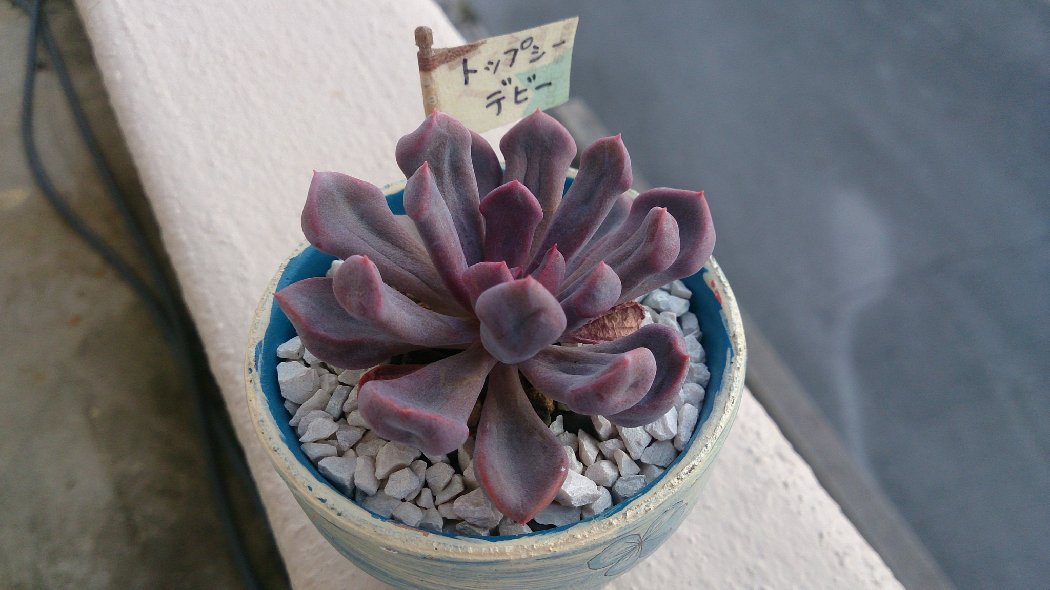 ネタに出すほどではないけれど。 ネタに出すほどではないけれど。