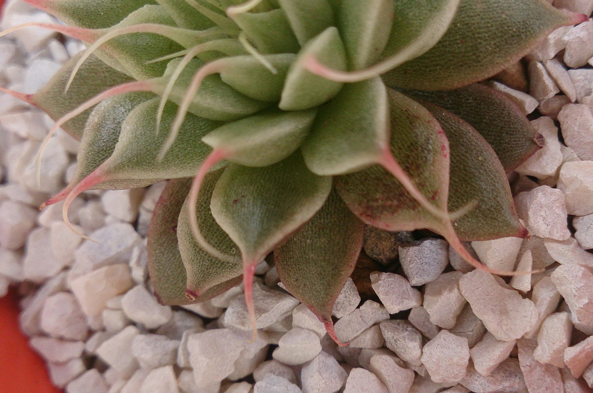今日の植替えと白牡丹の葉挿し。 今日の植替えと白牡丹の葉挿し。