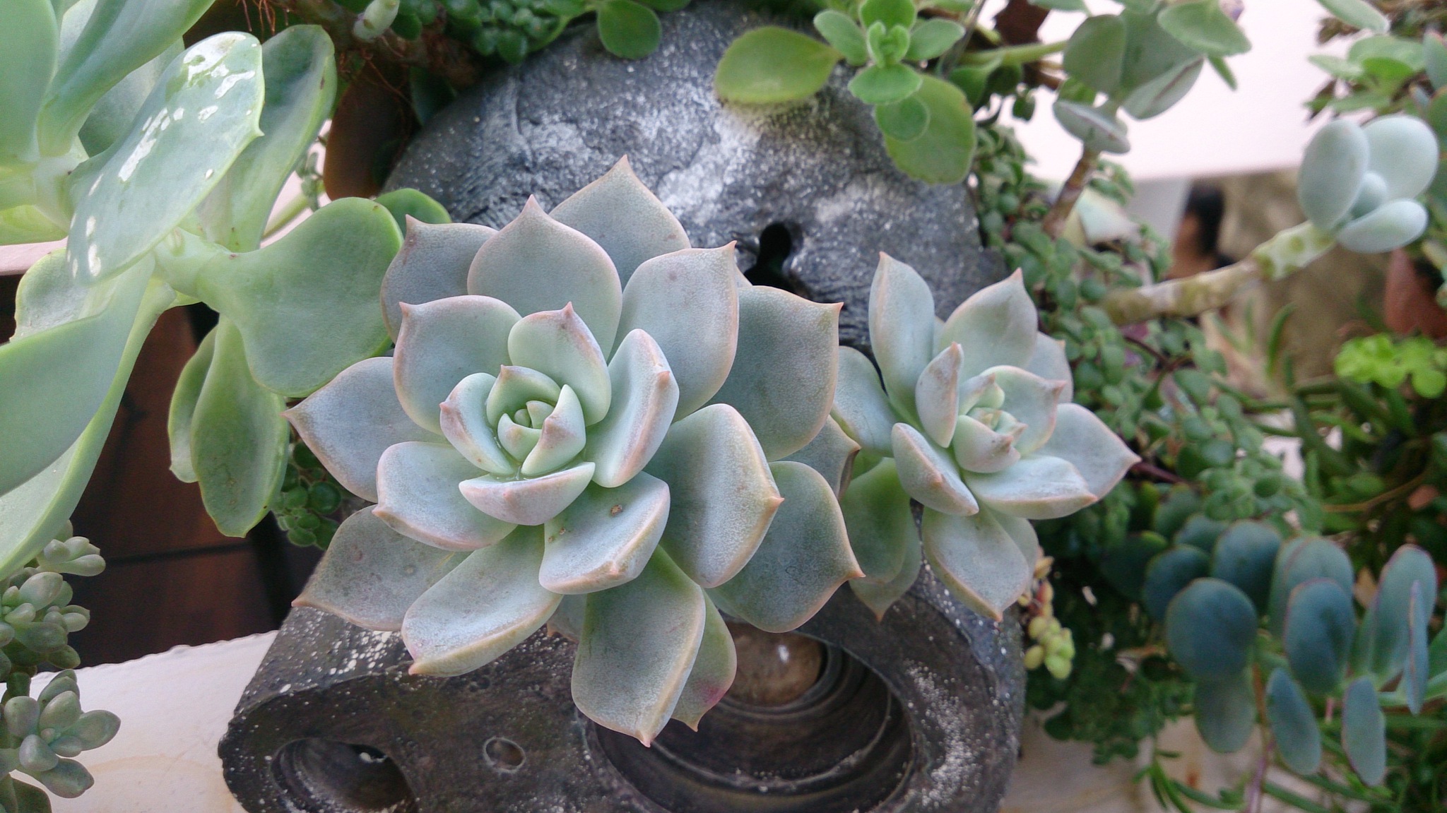 秋の植替えは大変そうだ( ゚Д゚) 秋の植替えは大変そうだ( ゚Д゚)