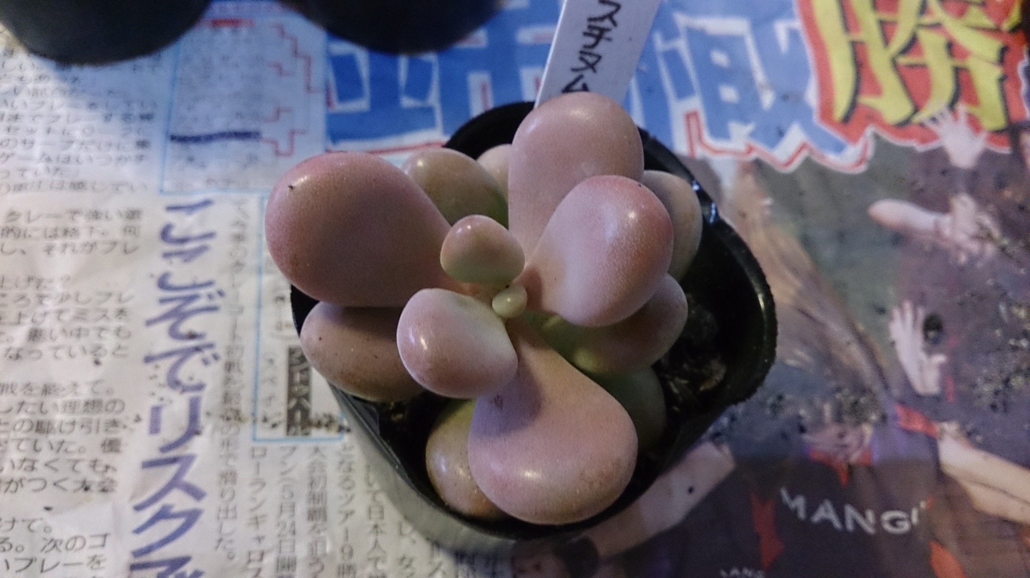 サボテンタロウ便、到着(◇)ゞ サボテンタロウ便、到着(◇)ゞ