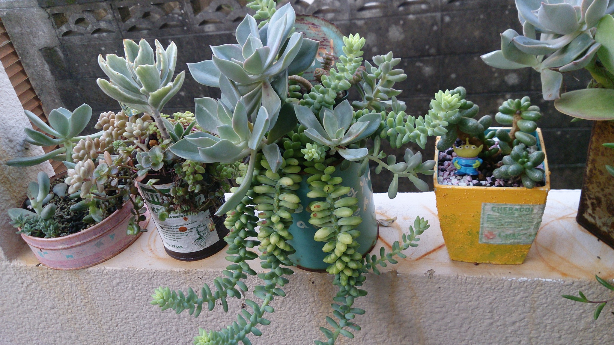 秋の植替えは大変そうだ( ゚Д゚) 秋の植替えは大変そうだ( ゚Д゚)