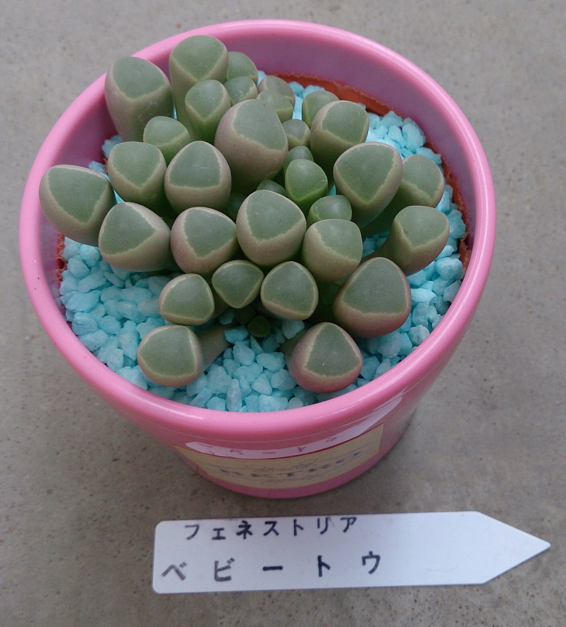 カワイイのだ♡ カワイイのだ♡