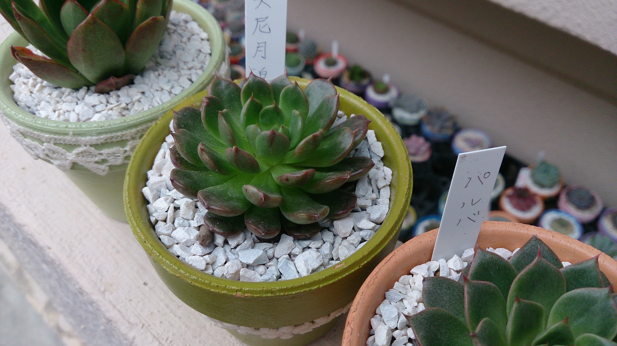 春の植替え祭り(^^♪ パートⅡ 春の植替え祭り(^^♪ パートⅡ