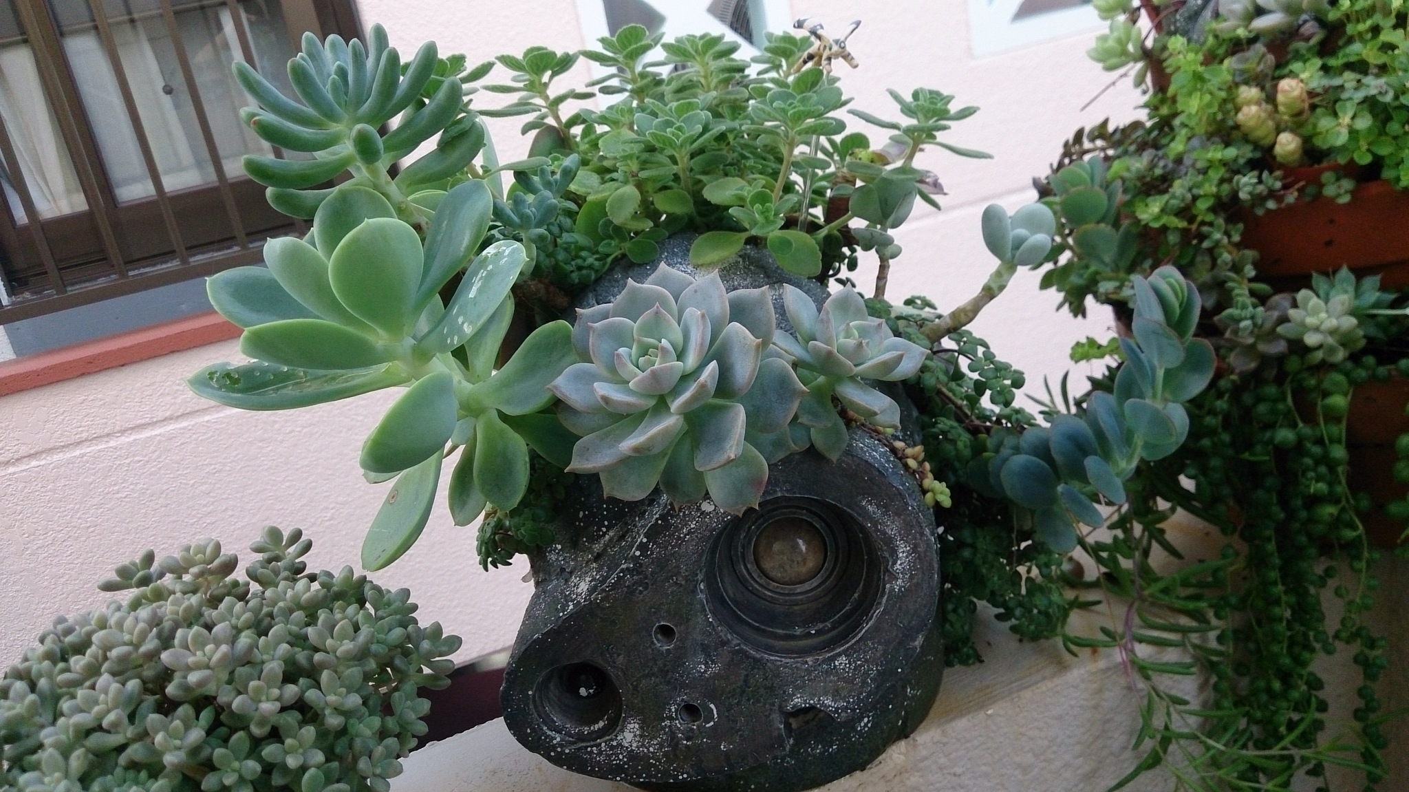 秋の植替えは大変そうだ( ゚Д゚) 秋の植替えは大変そうだ( ゚Д゚)
