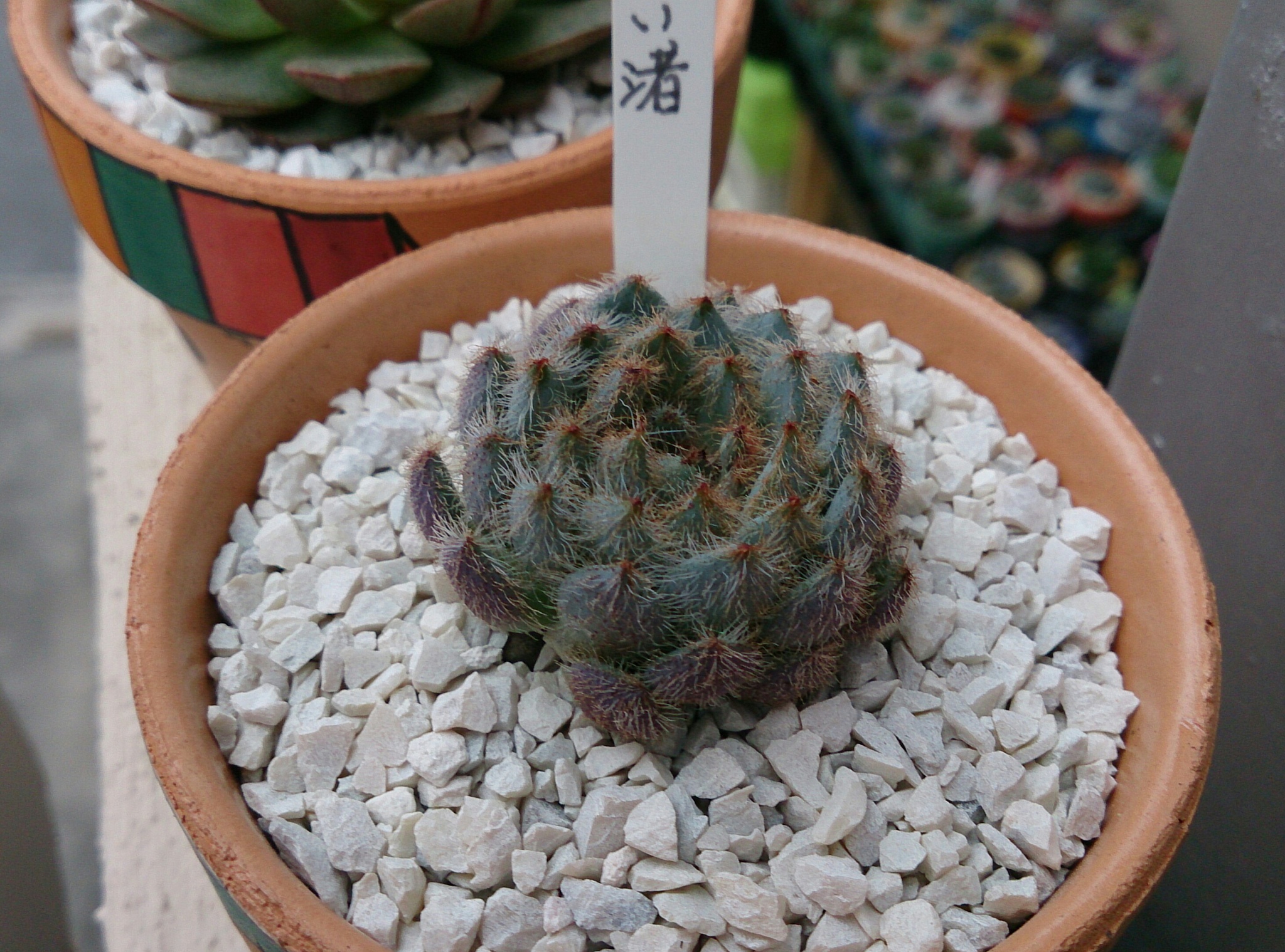 春の植替え祭り(^^♪ パートⅡ 春の植替え祭り(^^♪ パートⅡ