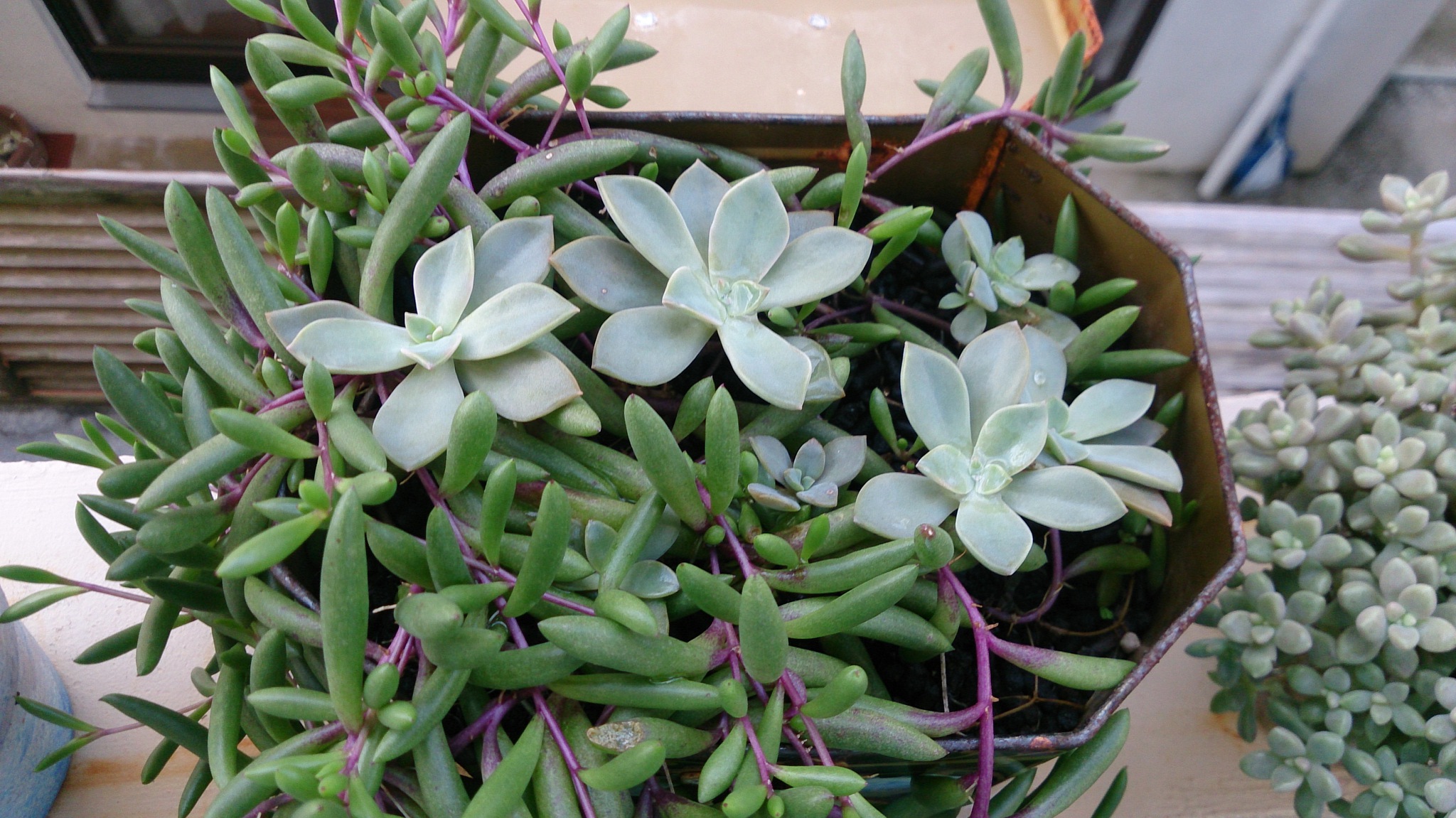 秋の植替えは大変そうだ( ゚Д゚) 秋の植替えは大変そうだ( ゚Д゚)