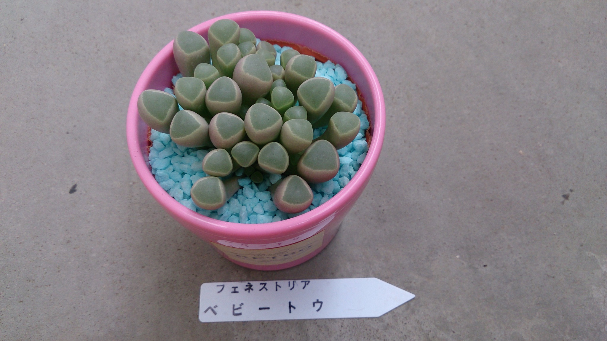カワイイのだ♡ カワイイのだ♡