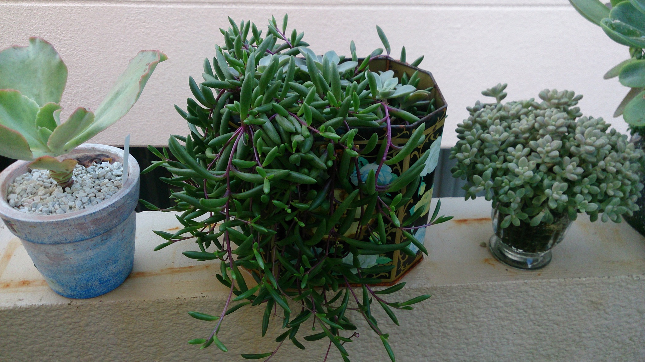 秋の植替えは大変そうだ( ゚Д゚) 秋の植替えは大変そうだ( ゚Д゚)