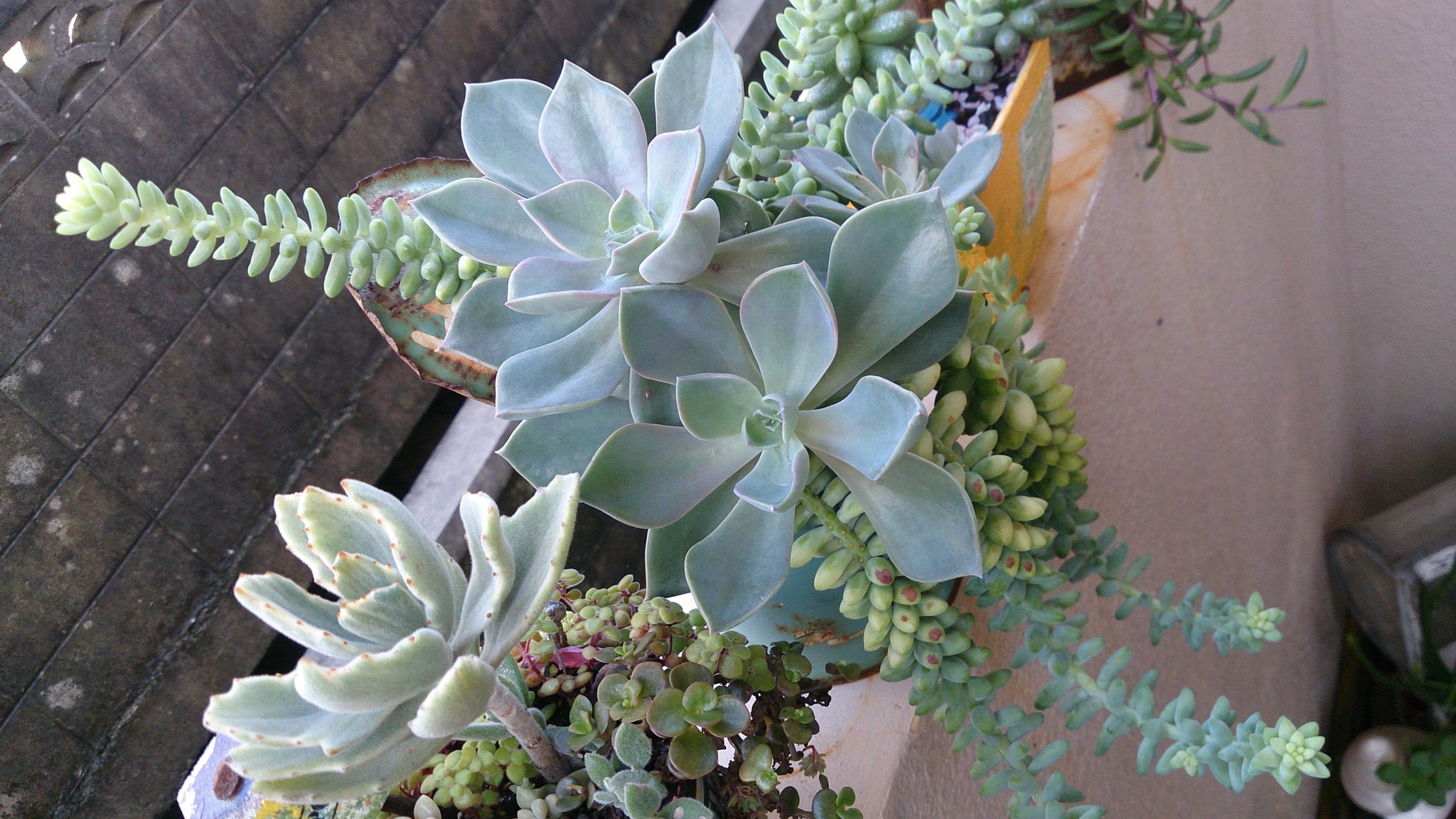 秋の植替えは大変そうだ( ゚Д゚) 秋の植替えは大変そうだ( ゚Д゚)