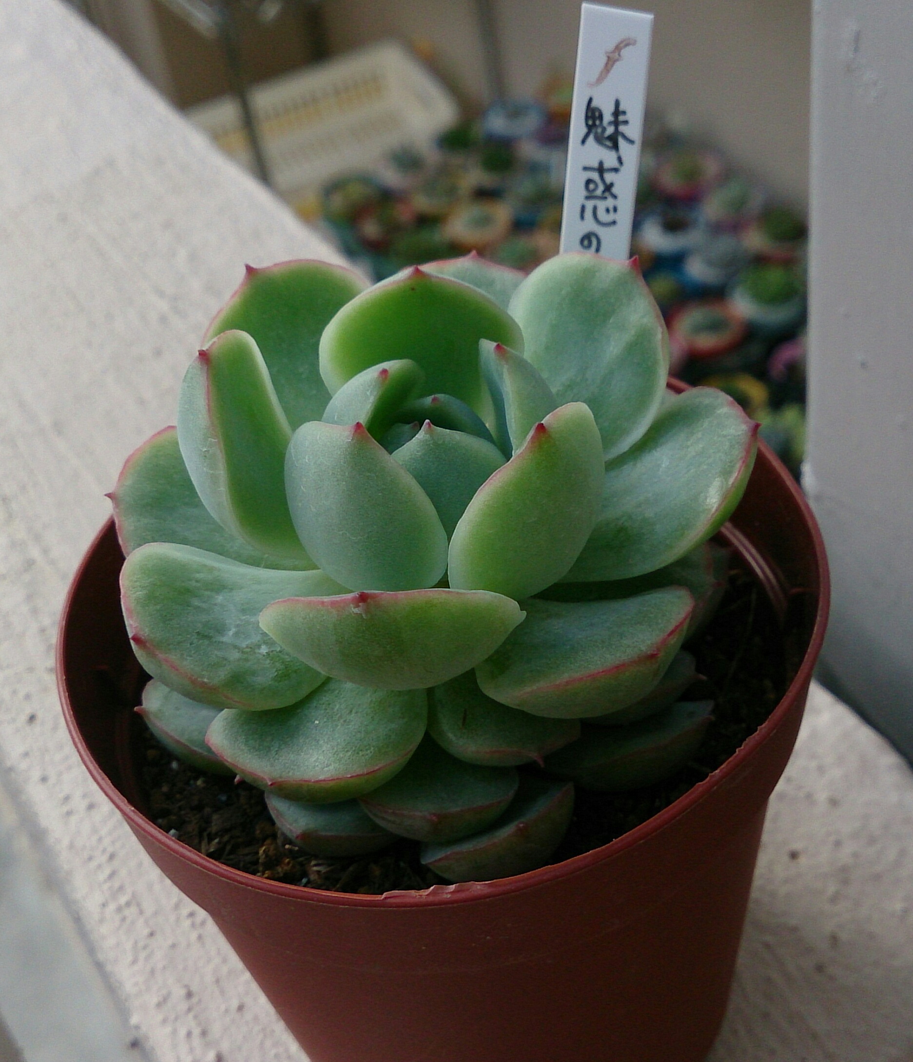 職場復帰挨拶の後は(≧▽≦)しあわせも森、タブロー作り♡ 職場復帰挨拶の後は(≧▽≦)しあわせも森、タブロー作り♡