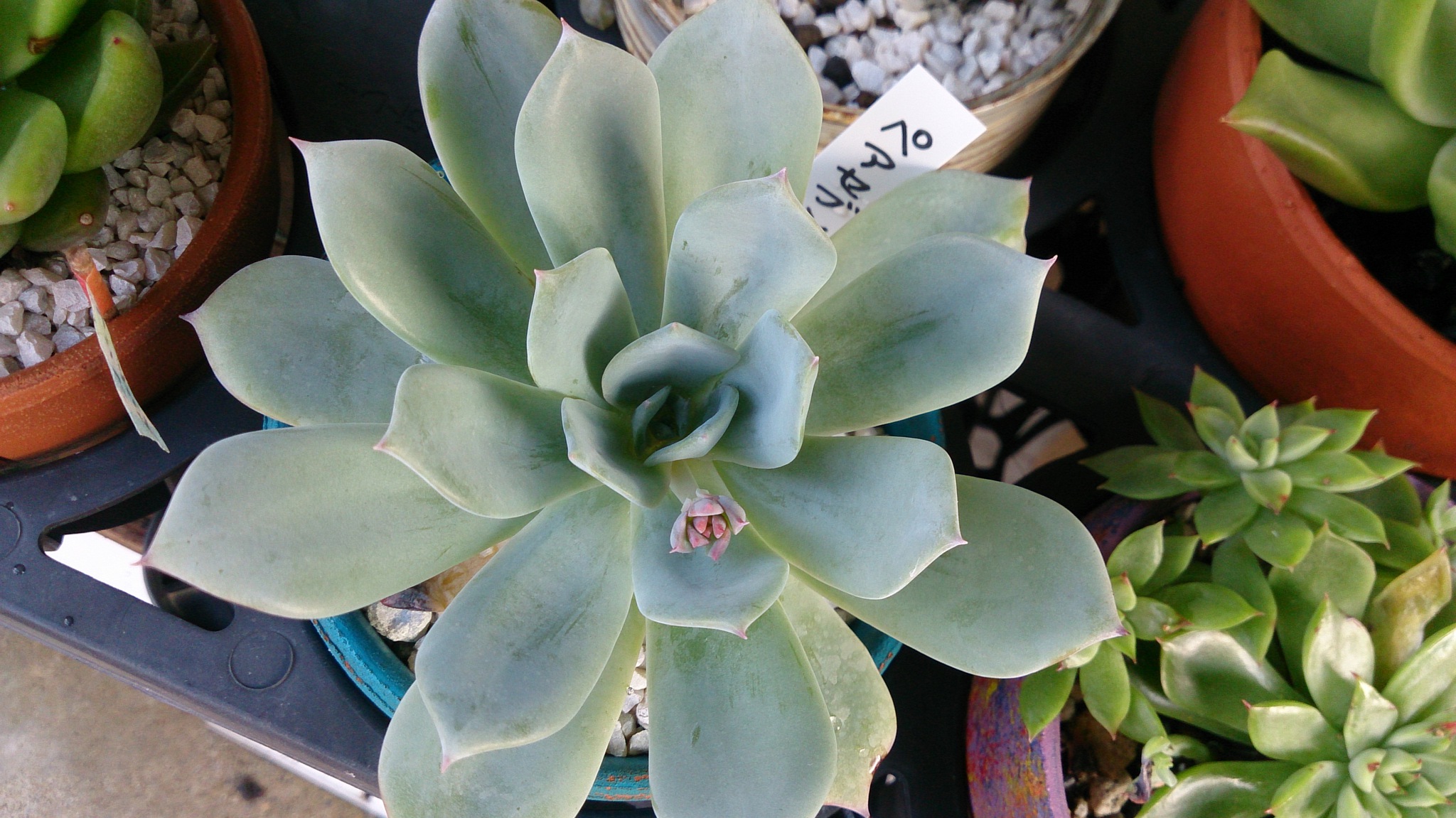 秋の植替えは大変そうだ( ゚Д゚) 秋の植替えは大変そうだ( ゚Д゚)