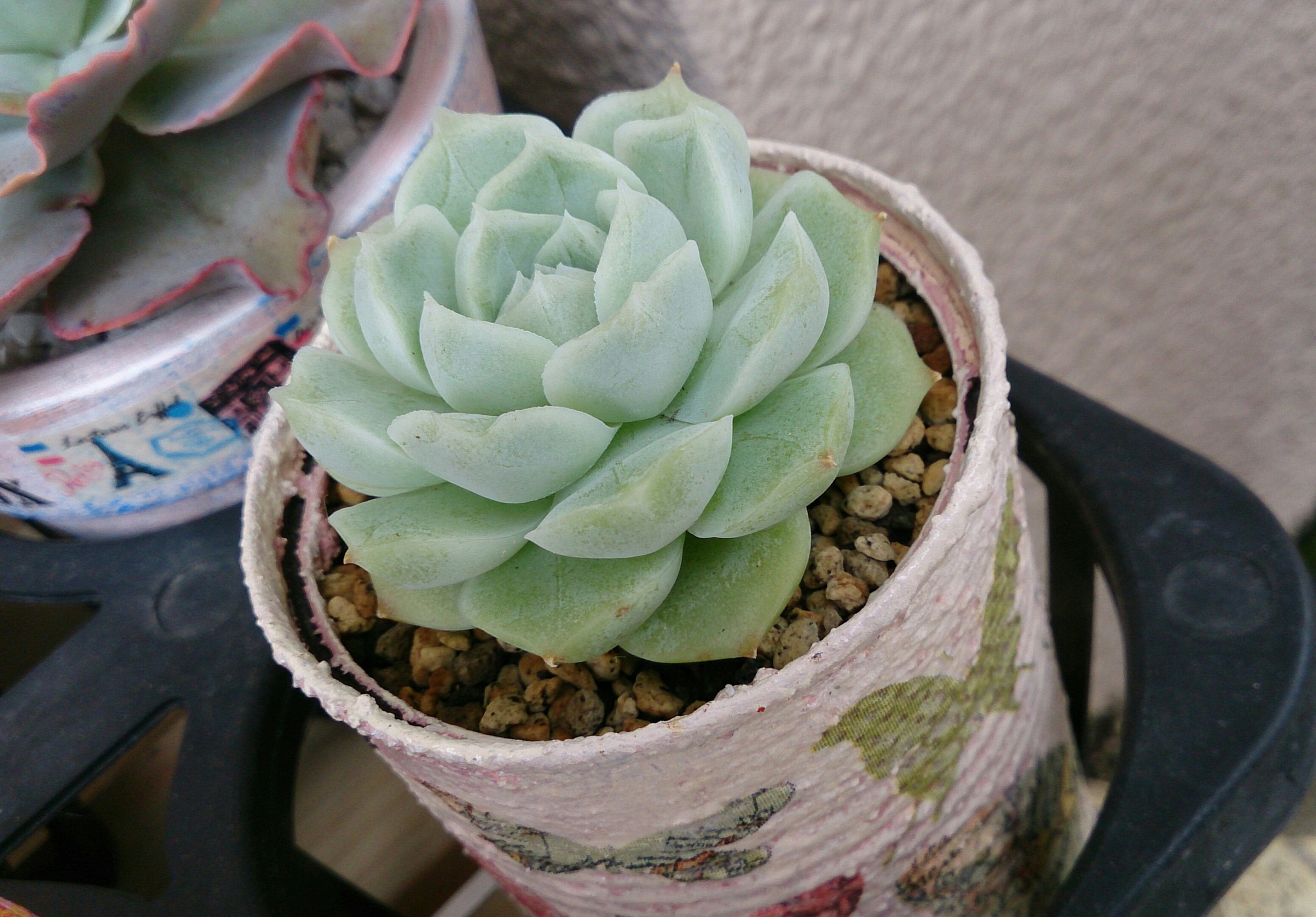 缶の仔たちをどうしたものか(^-^; 缶の仔たちをどうしたものか(^-^;