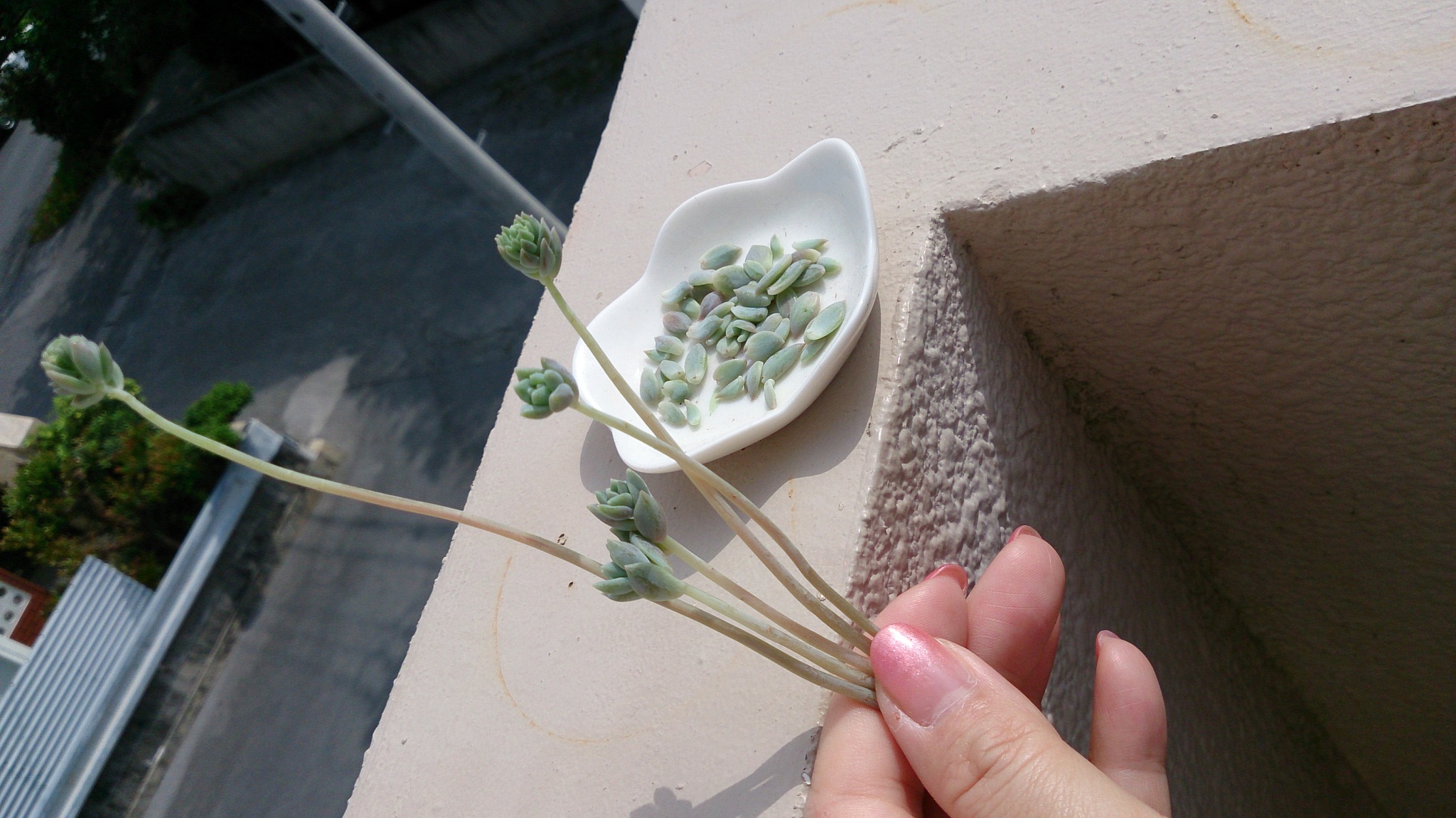 花芽をチョキチョキ✂ 花芽をチョキチョキ✂