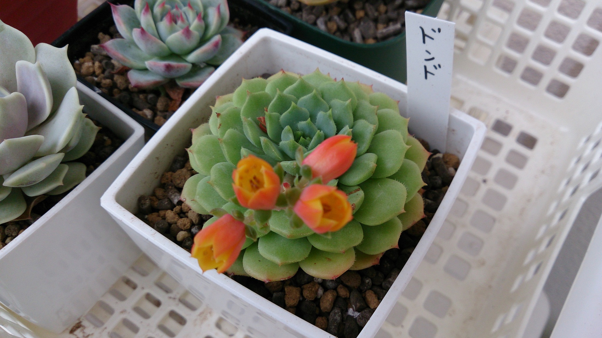花芽をチョキチョキ✂ 花芽をチョキチョキ✂