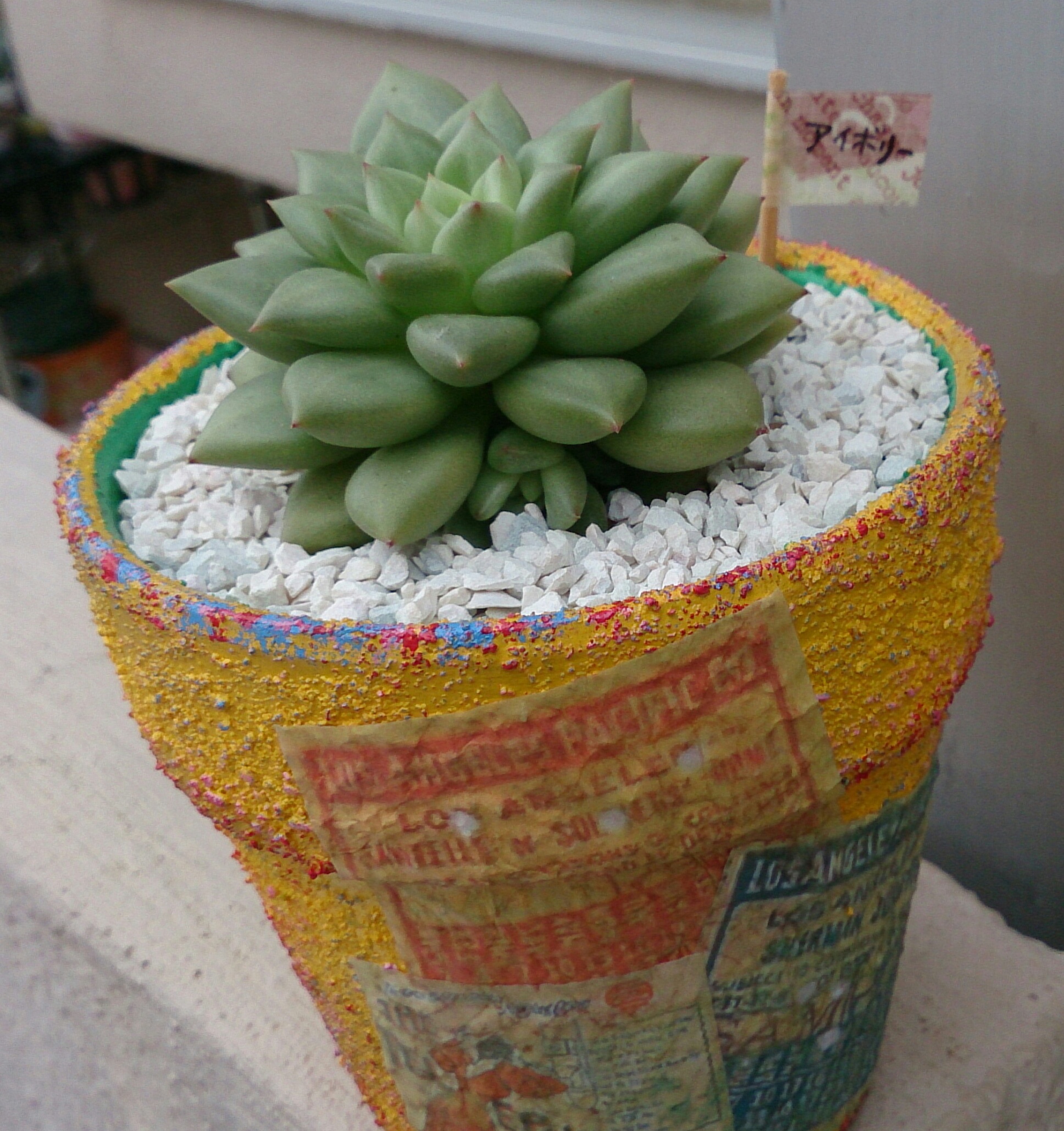 男前アイボリー(^o^)ポップなリメ鉢に植え替え♪ 男前アイボリー(^o^)ポップなリメ鉢に植え替え♪