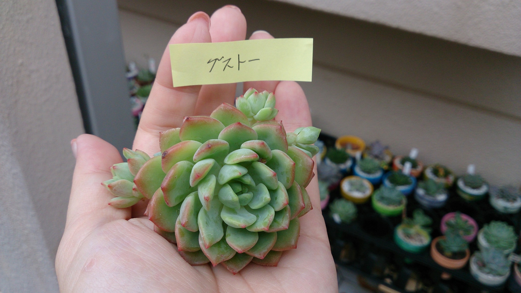 具合が悪そうなので。でも懲りないうさこ(笑) 具合が悪そうなので。でも懲りないうさこ(笑)