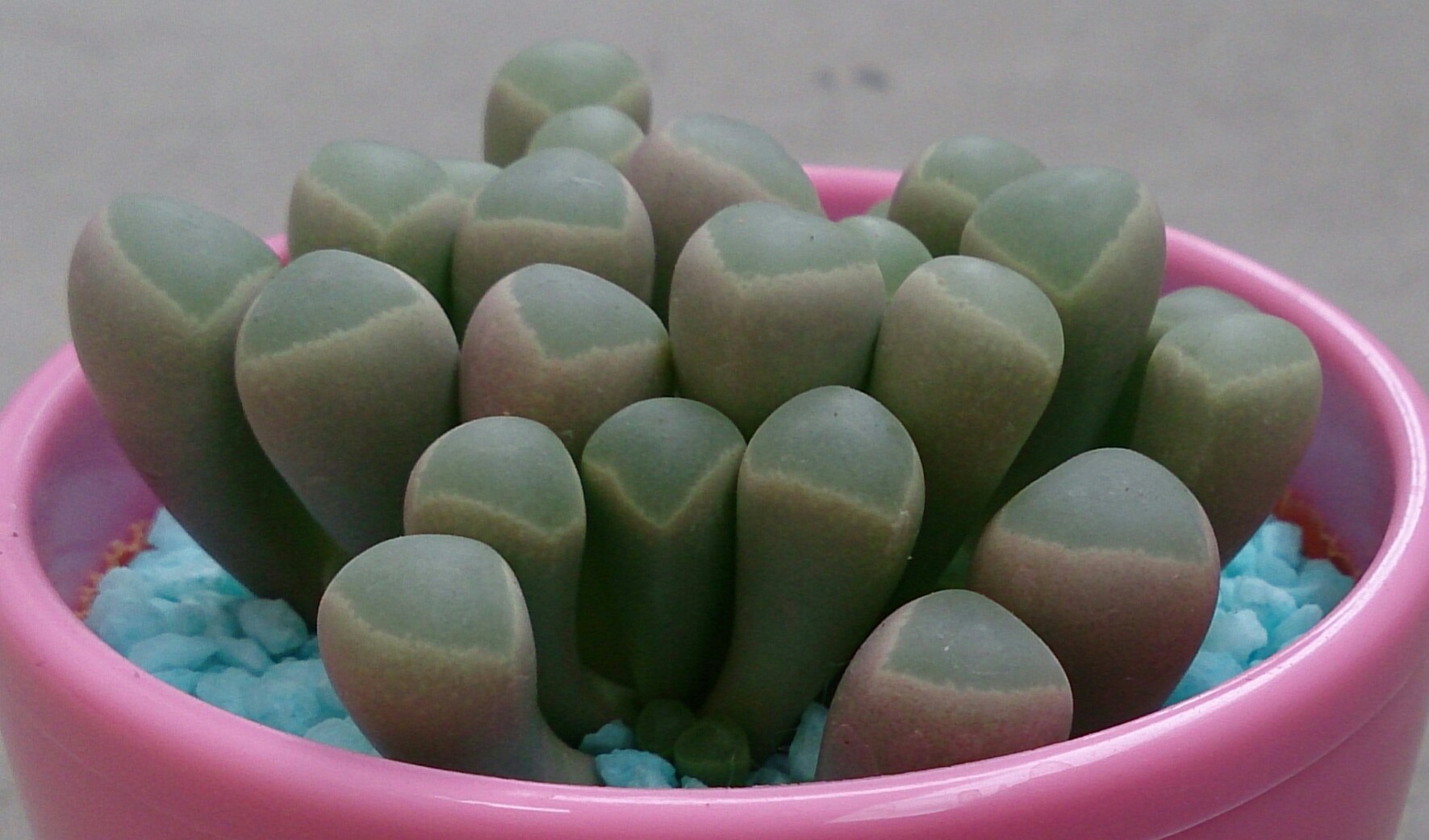 カワイイのだ♡ カワイイのだ♡