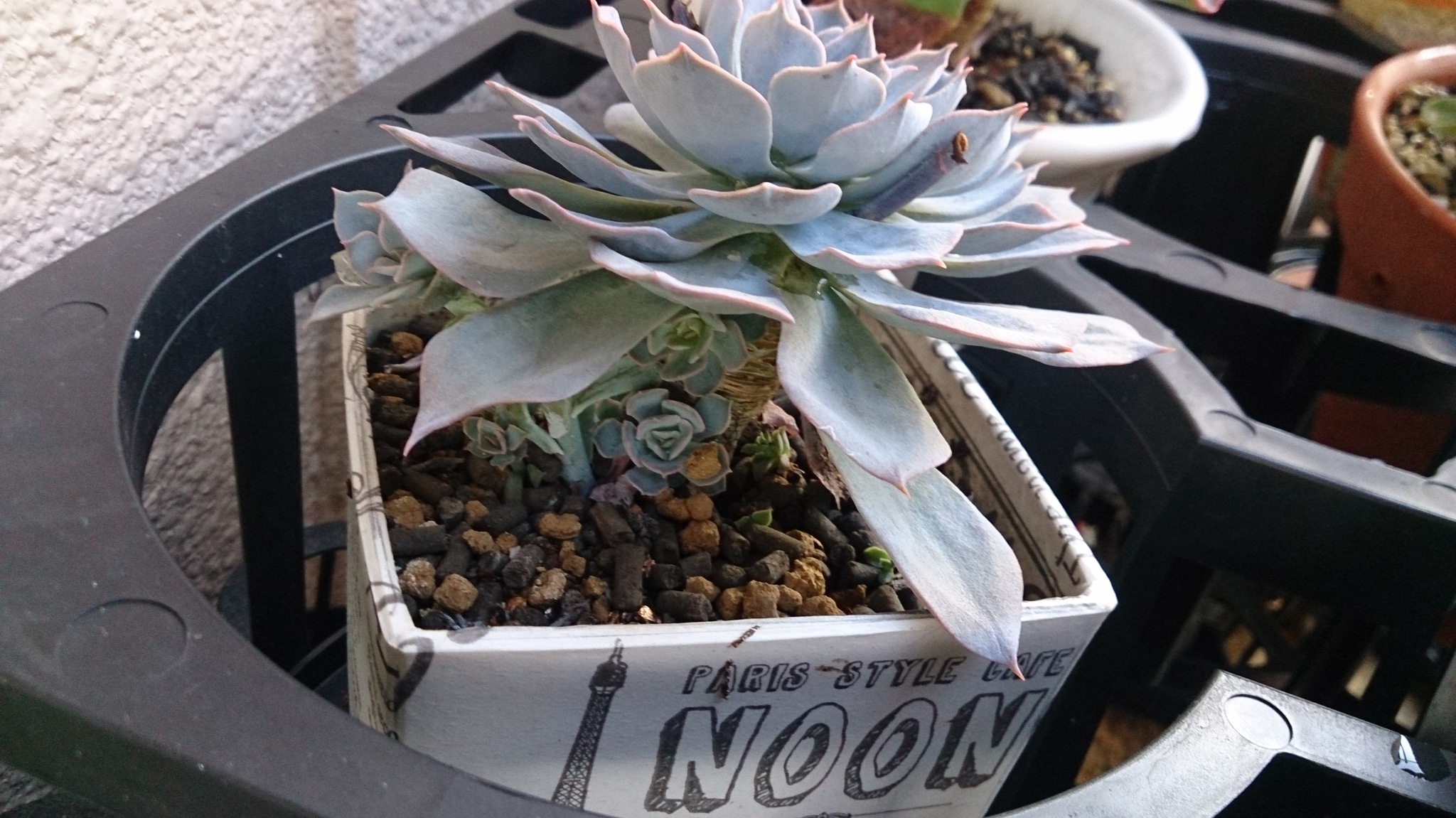 秋の植替えは大変そうだ( ゚Д゚) 秋の植替えは大変そうだ( ゚Д゚)