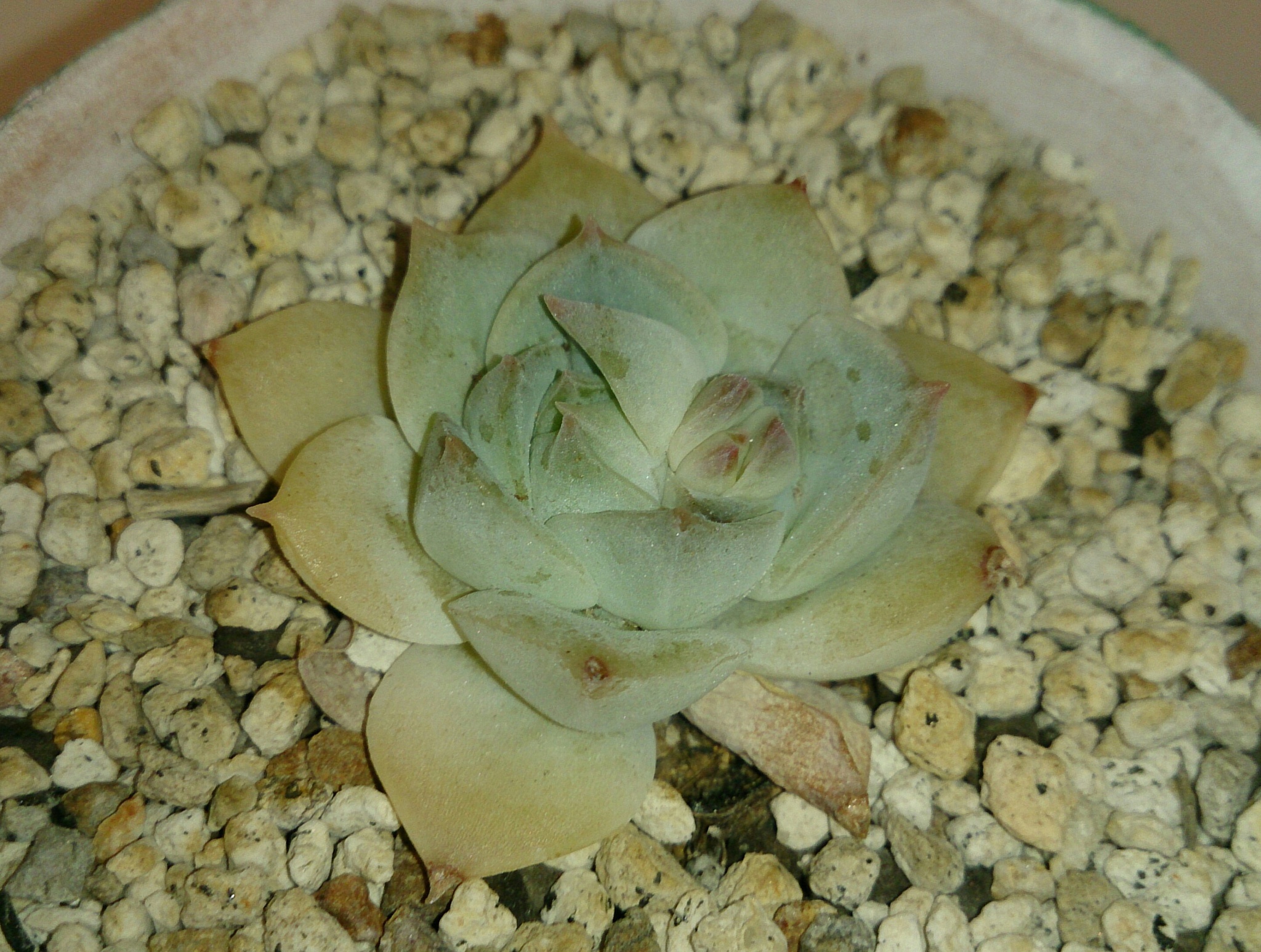 最近ブログ手抜き(*_*; 最近ブログ手抜き(*_*;
