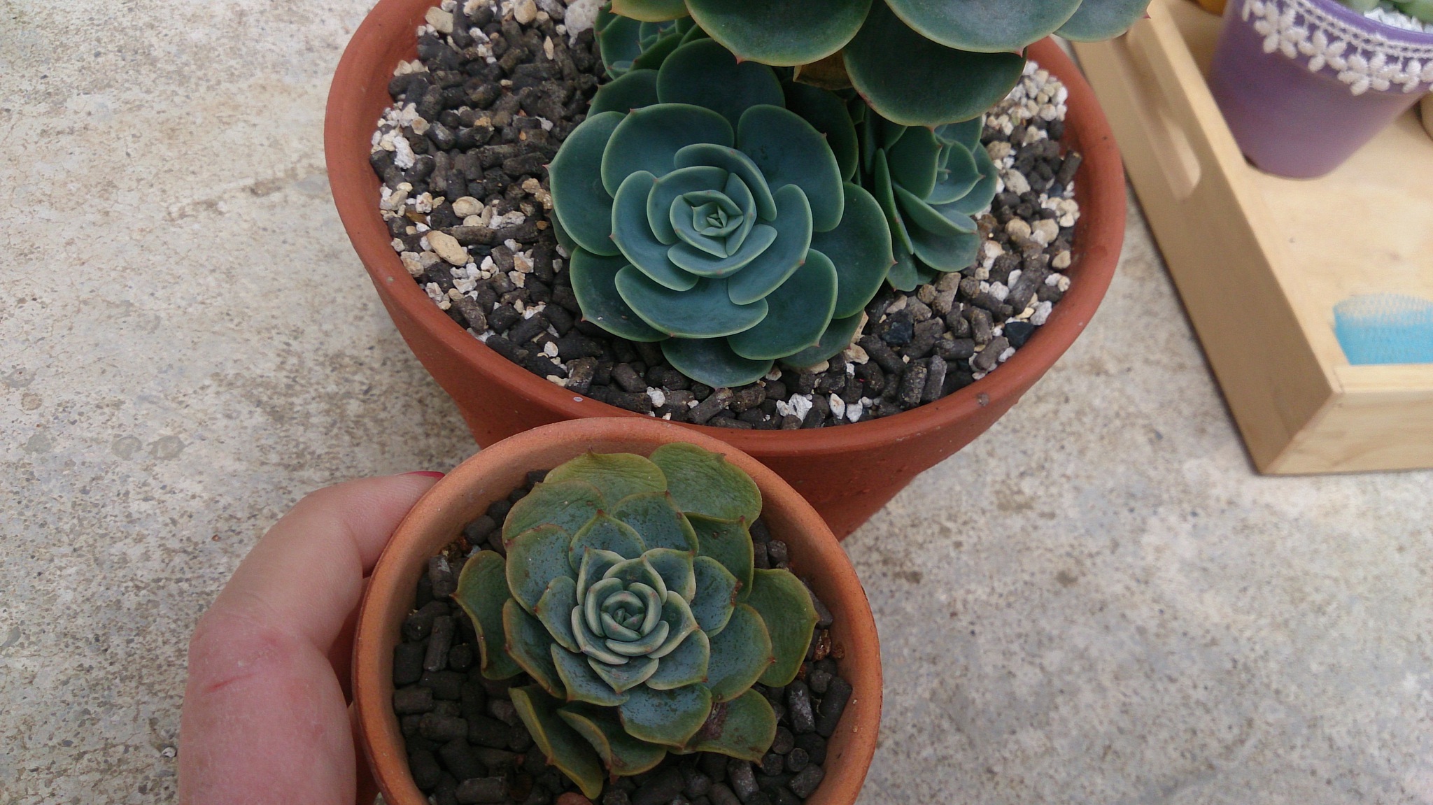 今日の植替えと白牡丹の葉挿し。 今日の植替えと白牡丹の葉挿し。