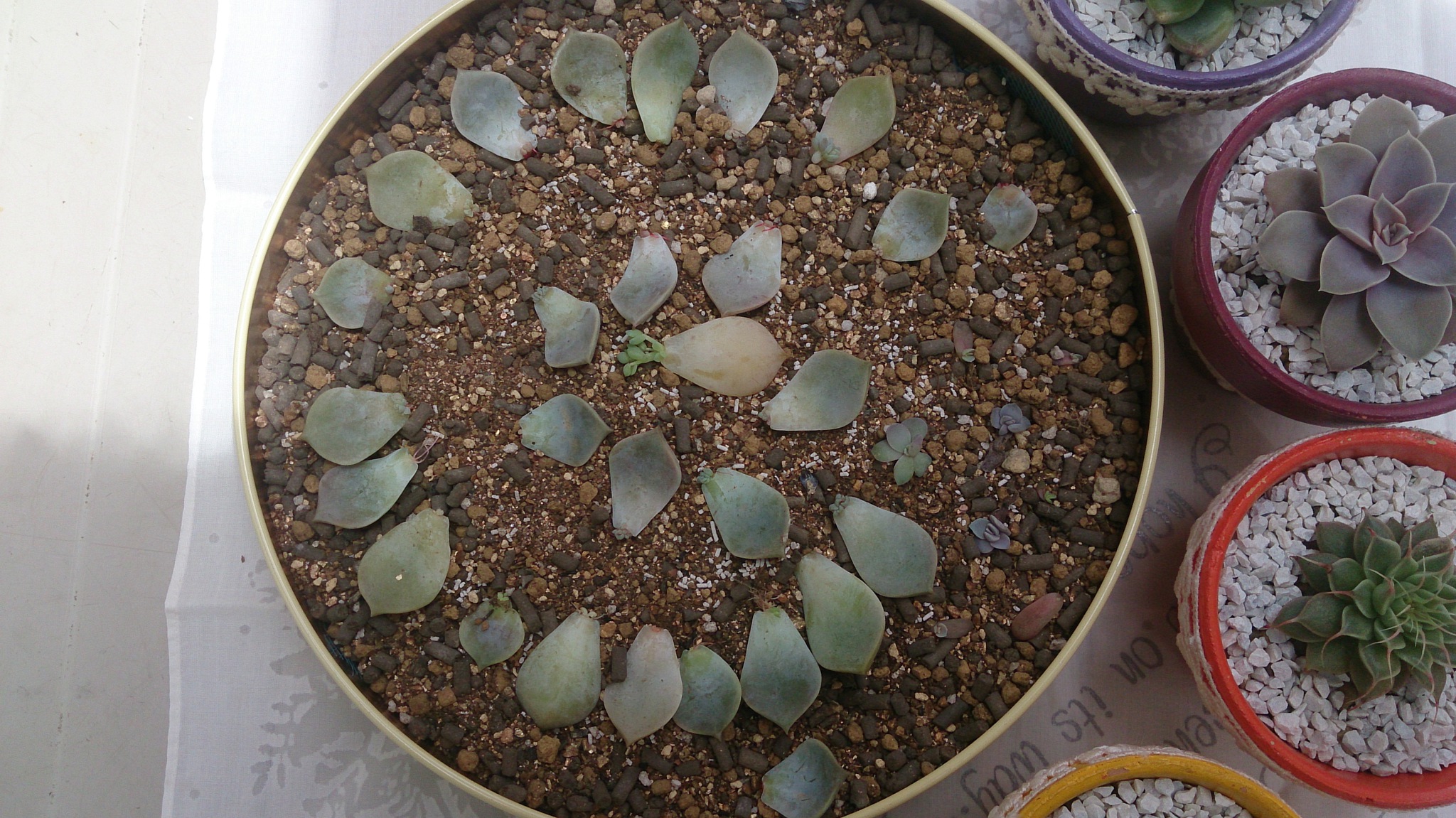 今日の植替えと白牡丹の葉挿し。 今日の植替えと白牡丹の葉挿し。
