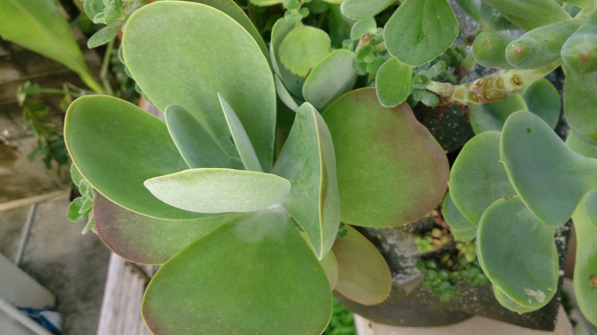 秋の植替えは大変そうだ( ゚Д゚) 秋の植替えは大変そうだ( ゚Д゚)
